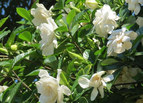 栀子长什么样子图片欣赏(植物黄栀子的形状样子介绍)-花海建设-长景园林网