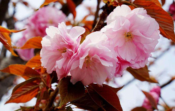 樱花
