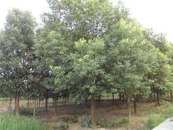 香樟种植基地 香樟种植基地