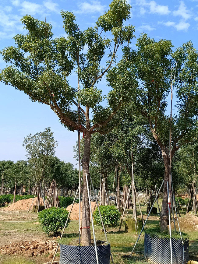 香樟树 香樟树