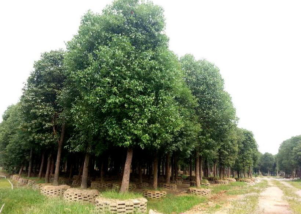 香樟树 香樟树