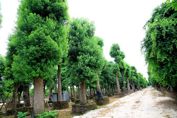 香樟树 香樟树