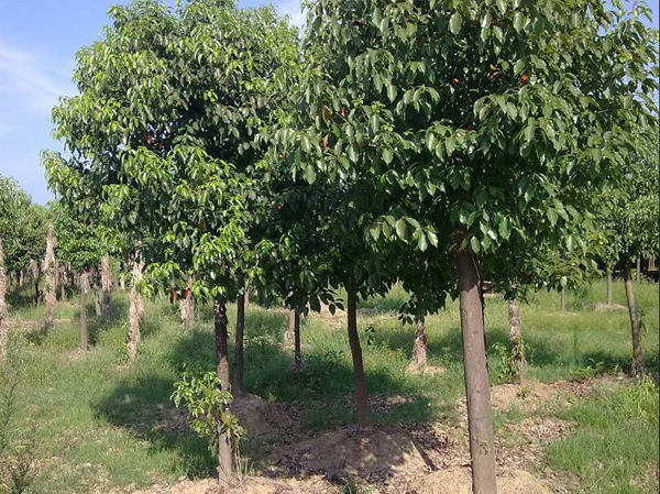 香樟树 香樟树