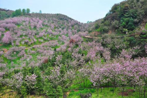 樱花树5.jpg