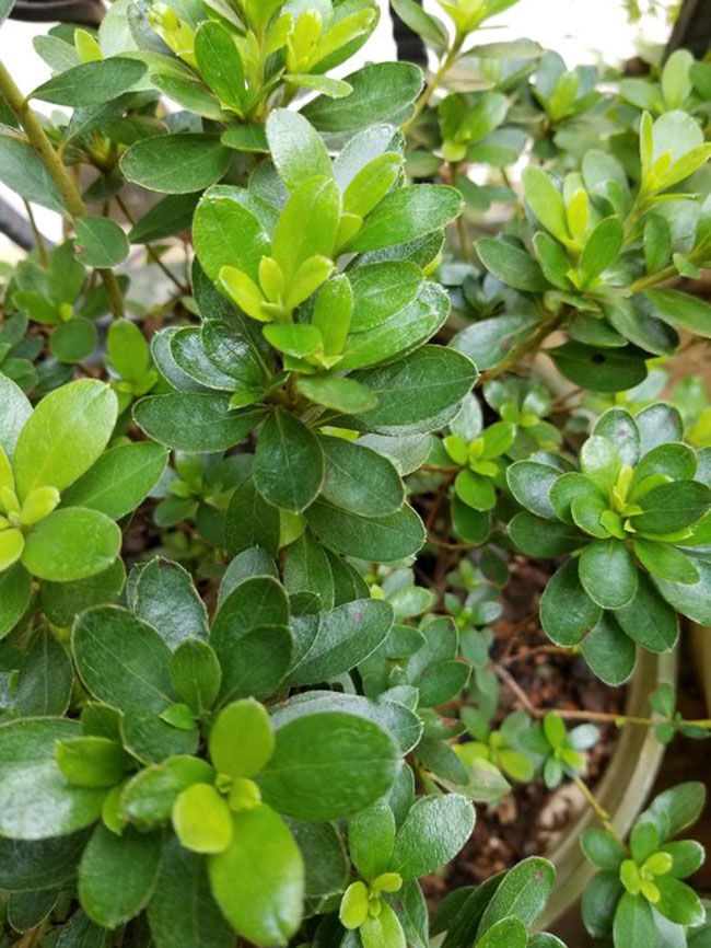 杜鹃花哪个季节开放?杜鹃花语和寓意 杜鹃花哪个季节开放?杜鹃花语和寓意