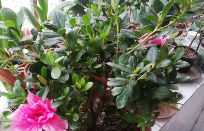 杜鹃花哪个季节开放?杜鹃花语和寓意 杜鹃花哪个季节开放?杜鹃花语和寓意