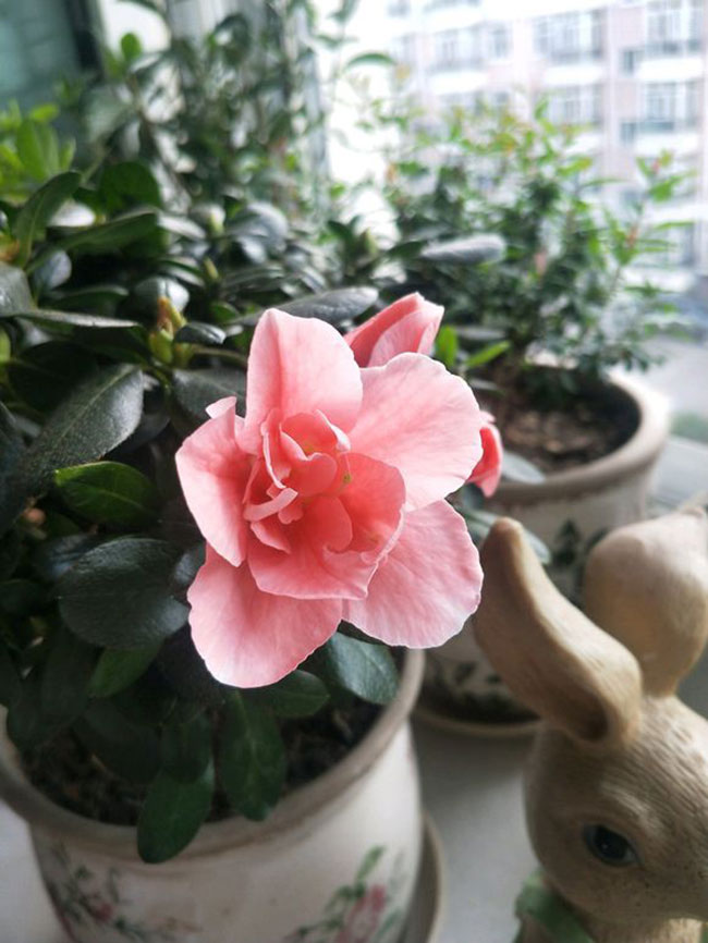 杜鹃花哪个季节开放?杜鹃花语和寓意 杜鹃花哪个季节开放?杜鹃花语和寓意