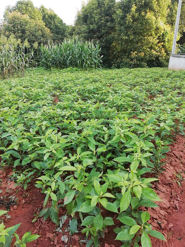 香樟小树苗价格行情 香樟小树苗价格行情