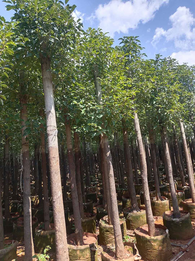 香樟小树苗价格行情 香樟小树苗价格行情