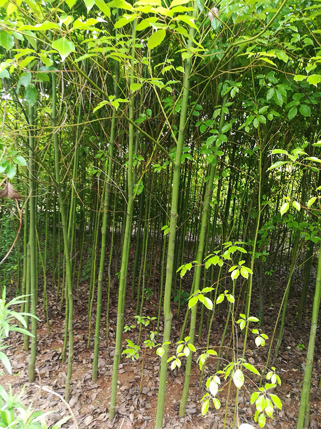香樟树怎么种植?香樟树种植方法和注意事项 香樟树怎么种植?香樟树种植方法和注意事项