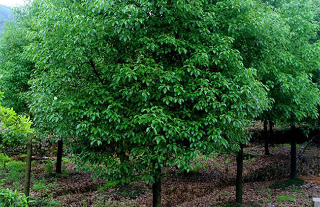 香樟树怎么种植?香樟树种植方法和注意事项 香樟树怎么种植?香樟树种植方法和注意事项