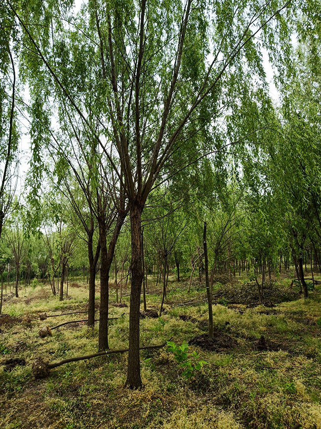 香樟树怎么种植?香樟树种植方法和注意事项 香樟树怎么种植?香樟树种植方法和注意事项