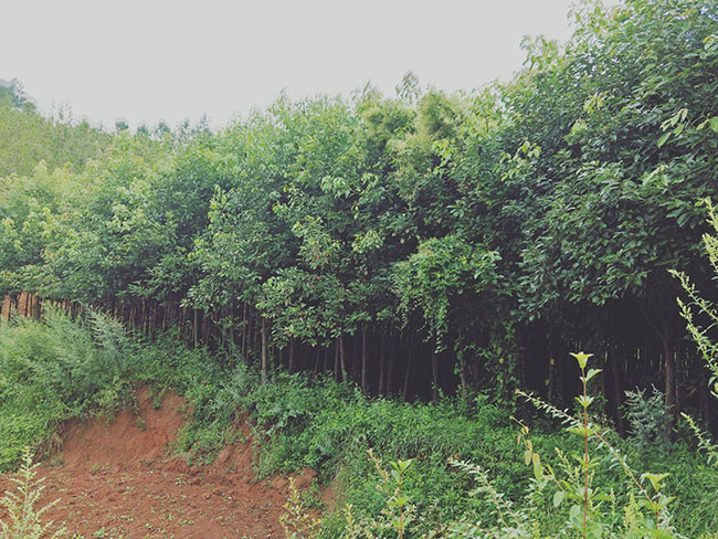 香樟树怎么种植?香樟树种植方法和注意事项 香樟树怎么种植?香樟树种植方法和注意事项