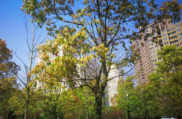香樟树 香樟树