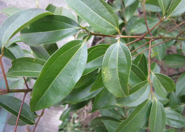 香樟树 香樟树