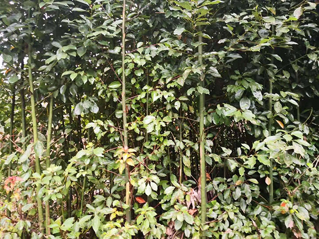香樟树苗 香樟树苗