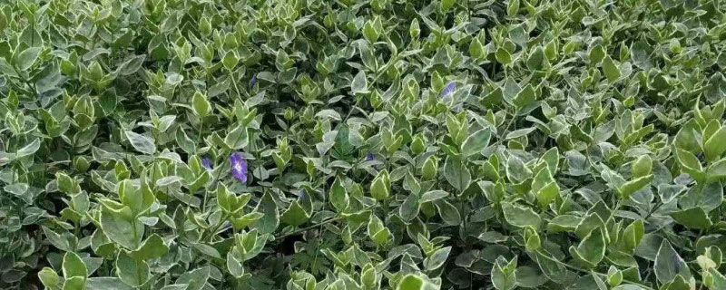 花叶蔓长春耐寒吗 花叶蔓长春耐寒吗