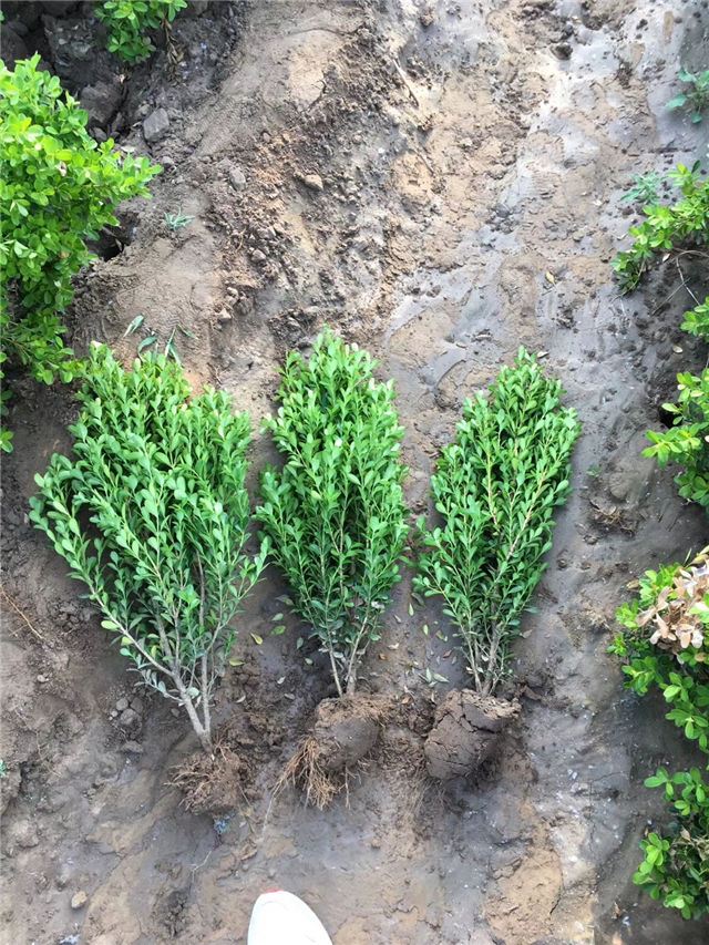 小叶黄杨图片种植基地实拍 小叶黄杨图片种植基地实拍