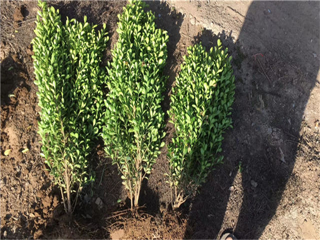 小叶黄杨图片种植基地实拍 小叶黄杨图片种植基地实拍