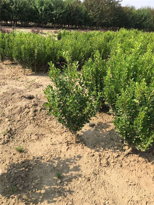 小叶黄杨图片种植基地实拍 小叶黄杨图片种植基地实拍