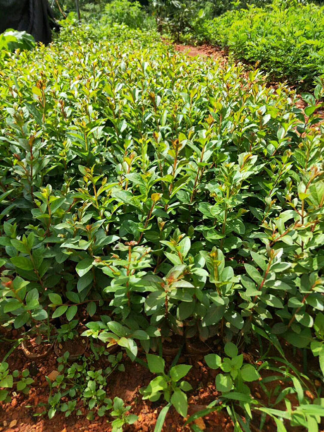 紫薇树 紫薇树