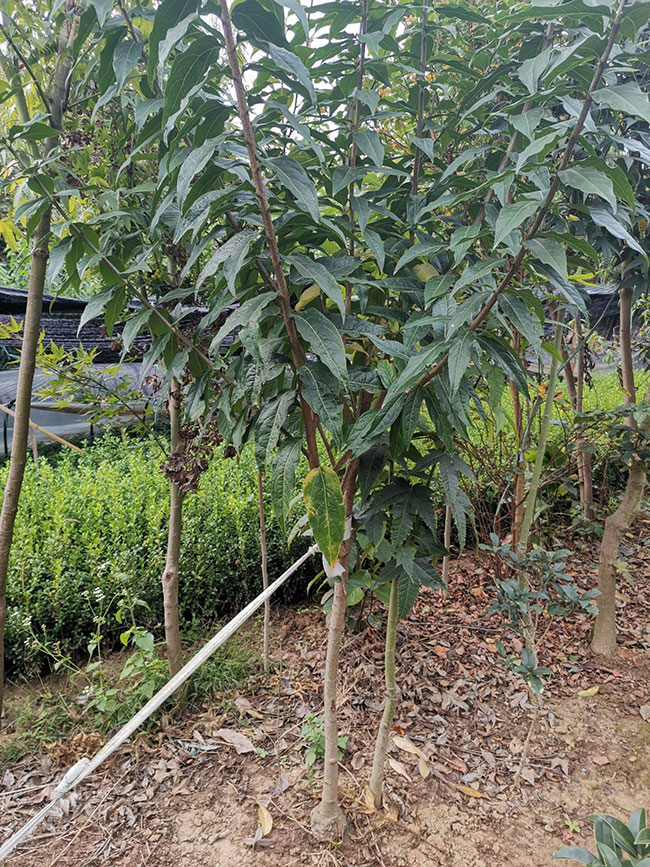 腊梅 腊梅