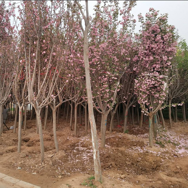 樱花树 樱花树