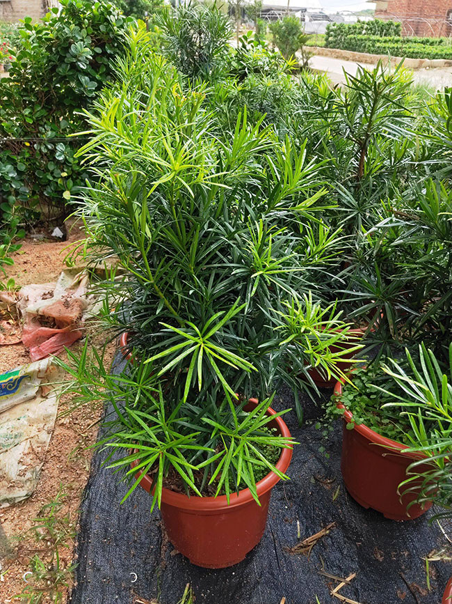 罗汉松小苗价格多少钱一棵?罗汉松种植方法和注意事项 罗汉松小苗价格多少钱一棵?罗汉松种植方法和注意事项