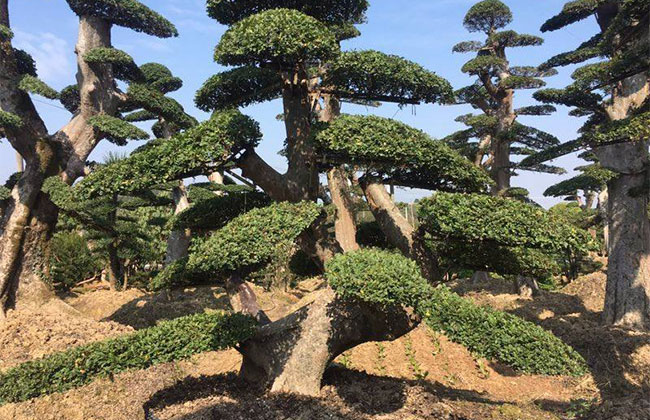 罗汉松小苗价格多少钱一棵?罗汉松种植方法和注意事项 罗汉松小苗价格多少钱一棵?罗汉松种植方法和注意事项