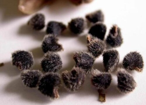 扶桑花有种子吗 哪里有卖-养花技巧-长景园林网