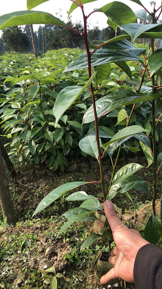 秋天可以移植樟树吗？樟树移植的最佳时间-园林杂谈-长景园林网
