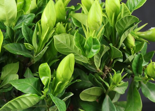 小叶栀子花2