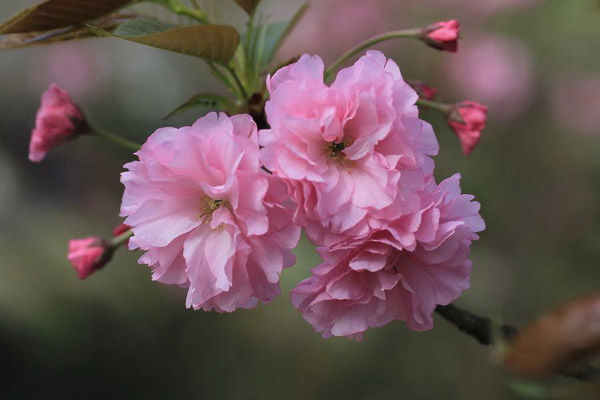 樱花 樱花