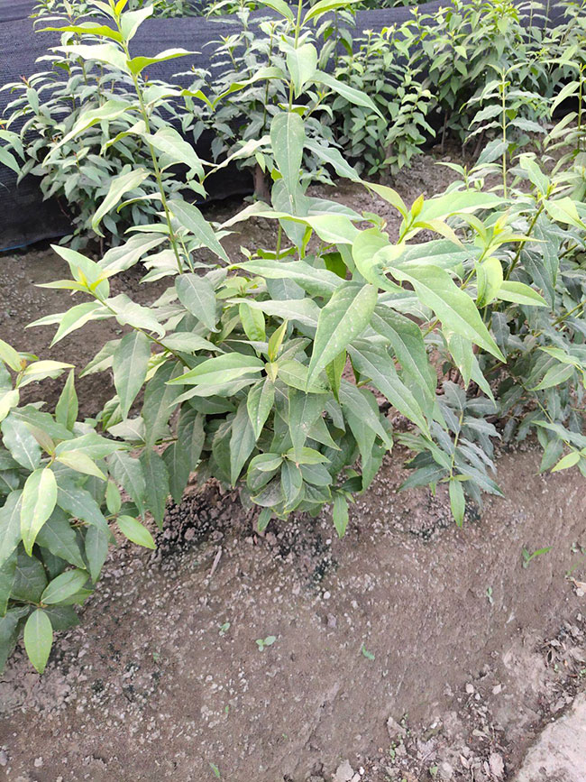 腊梅树小苗价格行情最新盆栽腊梅价格表 腊梅树小苗价格行情最新盆栽腊梅价格表