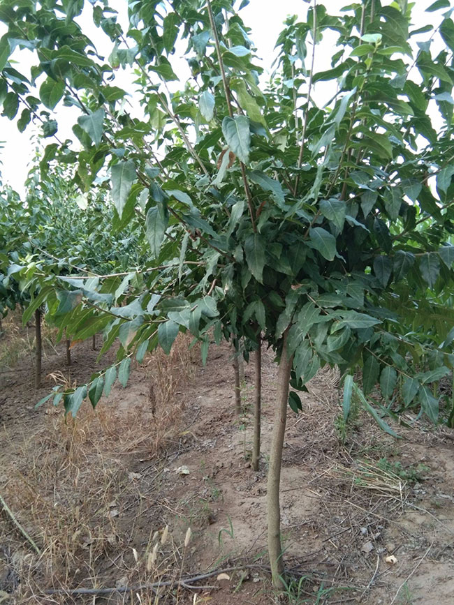 腊梅树小苗价格行情最新盆栽腊梅价格表 腊梅树小苗价格行情最新盆栽腊梅价格表