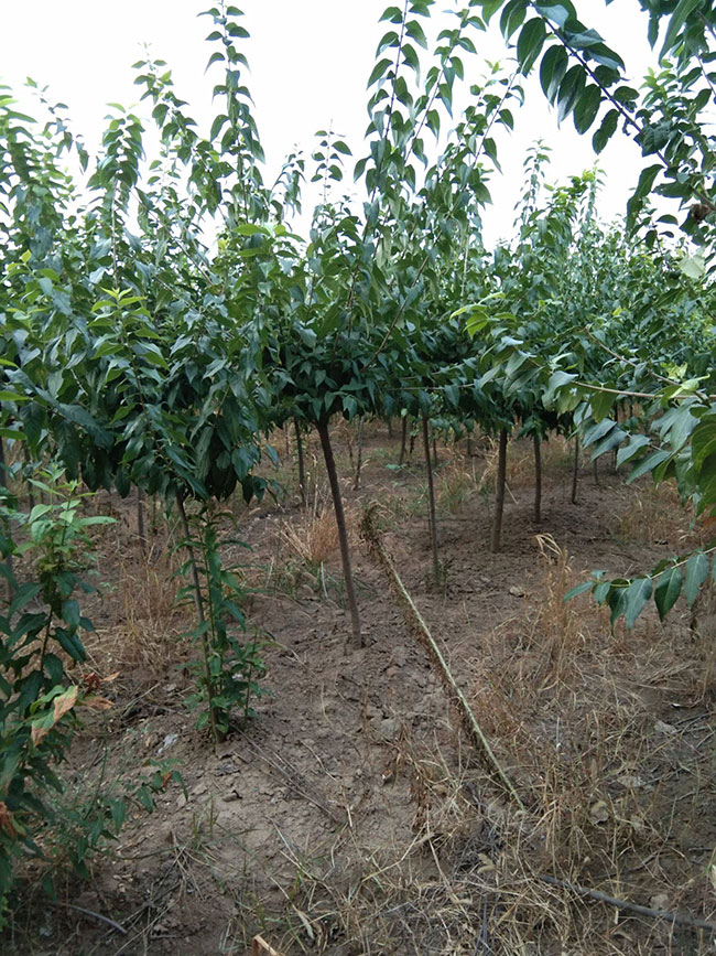 腊梅树小苗价格行情最新盆栽腊梅价格表 腊梅树小苗价格行情最新盆栽腊梅价格表