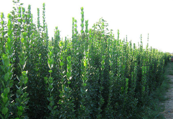 黄杨种植基地 黄杨种植基地