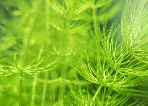美嘉体育美机构发布入侵物种名单：榜首是“巨鼠”海狸鼠(图1)