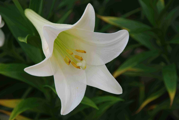 百合花