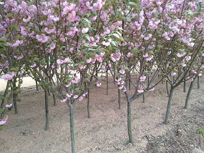 樱花树苗价格行情 樱花树苗价格行情