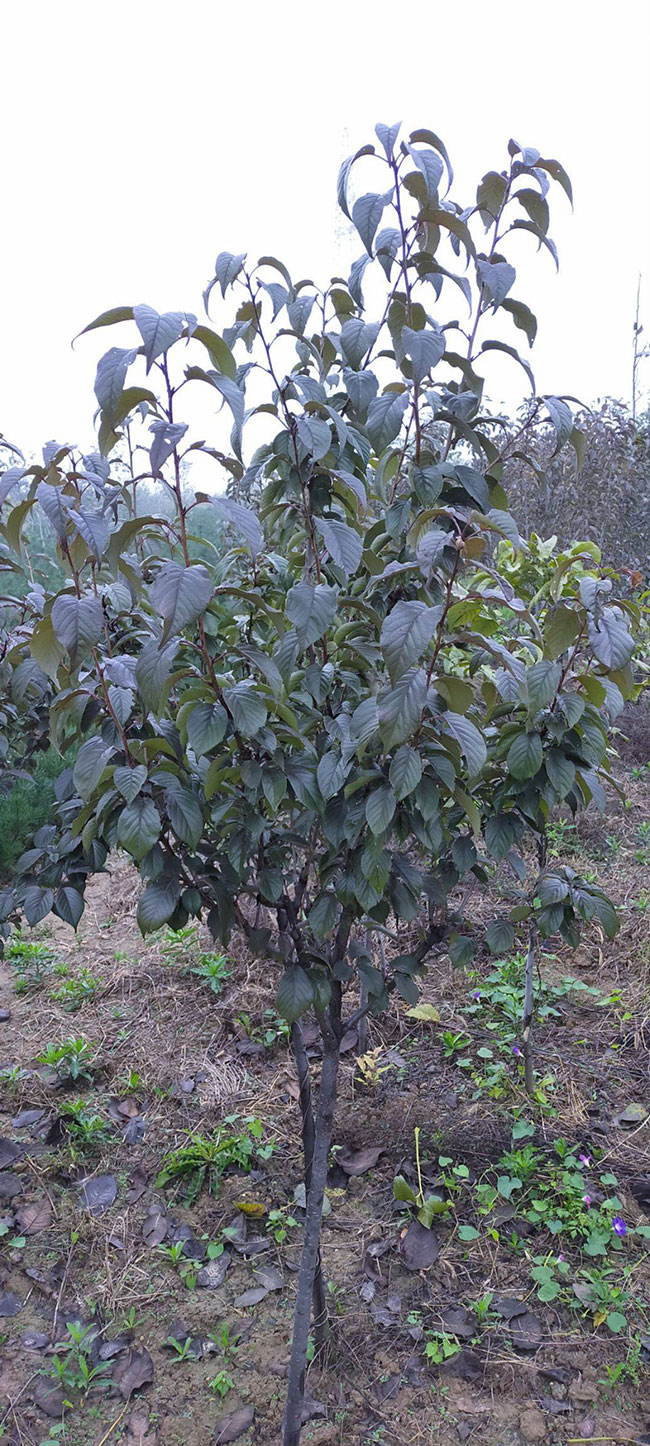 樱花树苗价格行情 樱花树苗价格行情