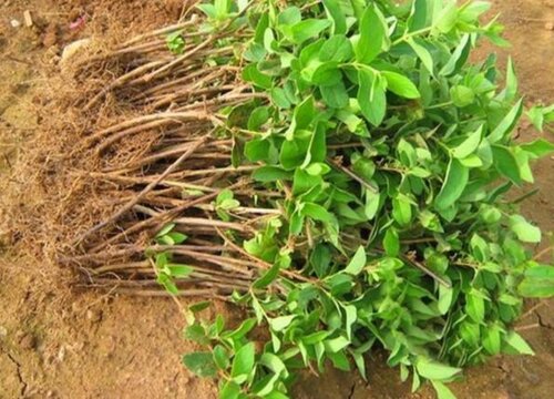 金银花的根是什么样子的-长景园林网