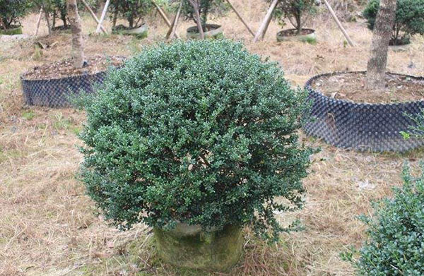 龟甲冬青球 龟甲冬青球