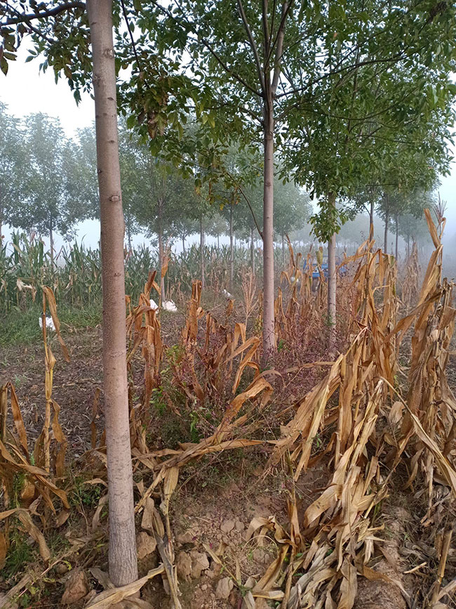 1575614305770773.jpg 国槐怎么种植?国槐种植方法和养护