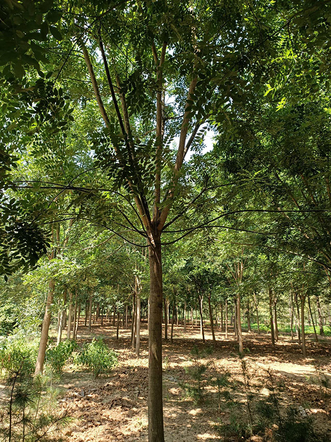 1575614305713156.jpg 国槐怎么种植?国槐种植方法和养护