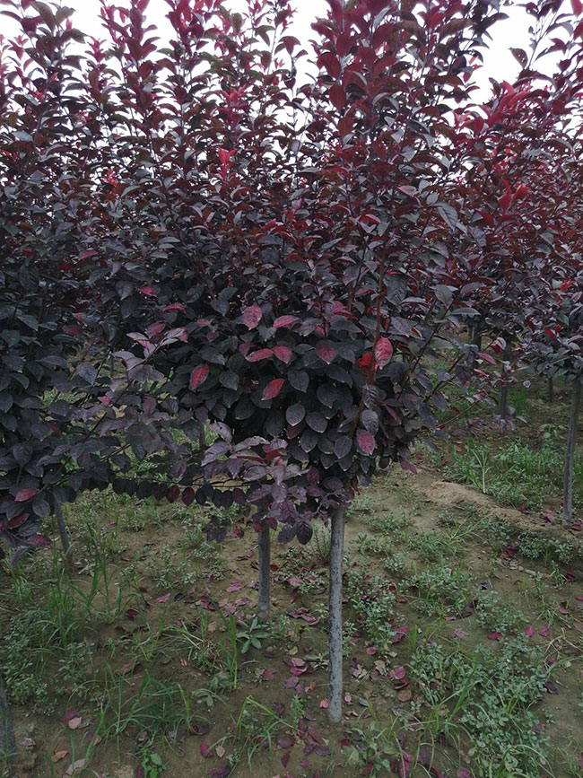 红叶李种植应注意什么?红叶李种植时间及管理 红叶李种植应注意什么?红叶李种植时间及管理