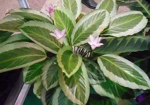 花叶竹芋 花叶竹芋