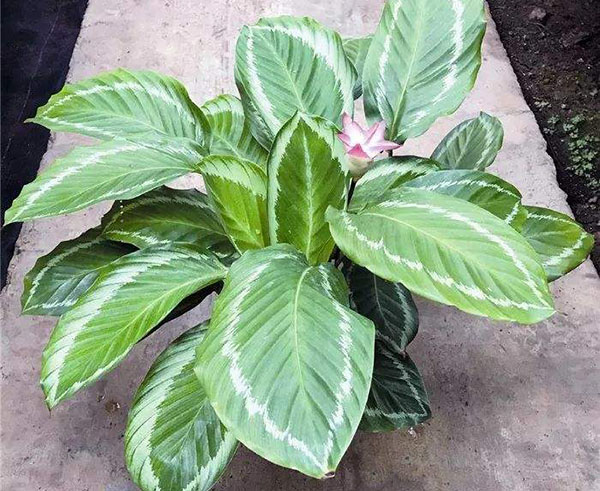 花叶竹芋 花叶竹芋