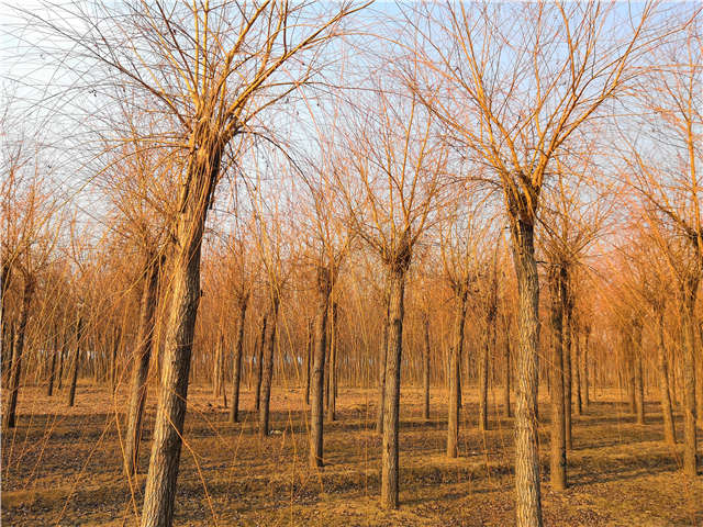 金丝垂柳照片种植基地实拍 金丝垂柳照片种植基地实拍