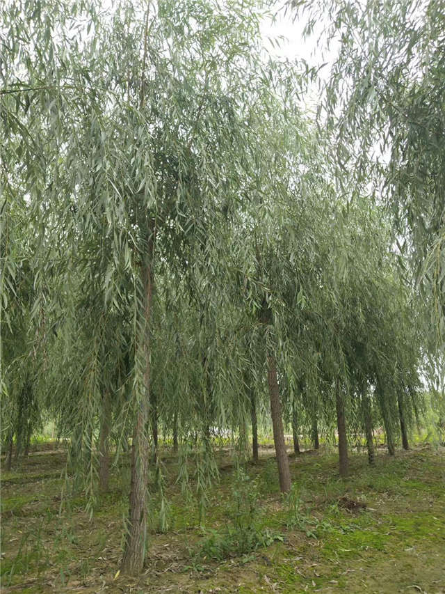 金丝垂柳照片种植基地实拍 金丝垂柳照片种植基地实拍